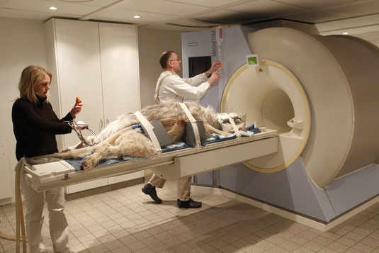Bild 5: 1,5 Tesla Magnetresonanz- Tomograph für modernste Diagnostik