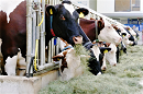 Landtierärzte und Nutztierversorgung in Bayern - ein Kooperationsprojekt mit dem LGL 